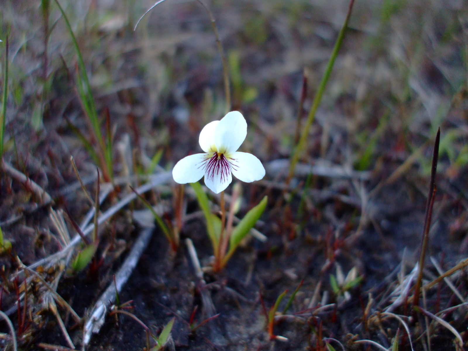 Viola lanceolata